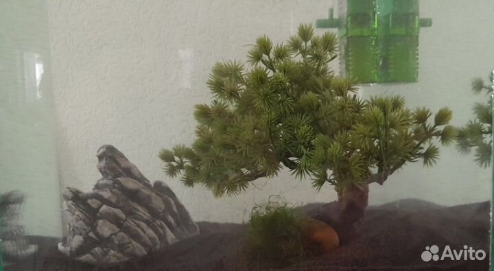 Креветочник