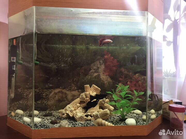 Аквариумные рыбки