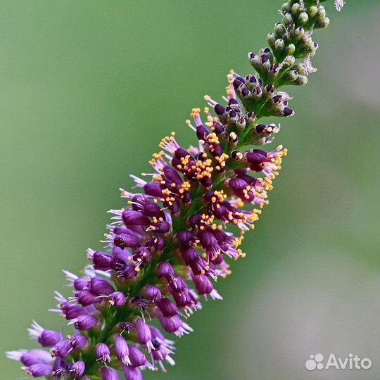 Семена Аморфа кустарниковая лат. Amorpha fruticosa