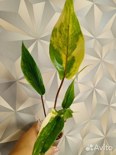 Антуриумы вариегатные