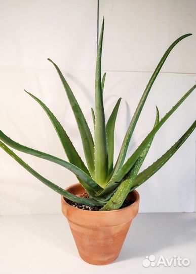 Комнатные цветы алоэ