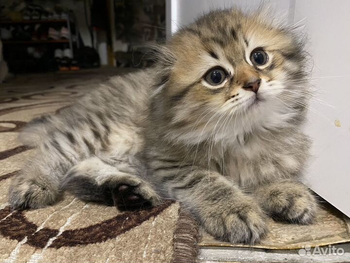 Шотландский вислоухий котик
