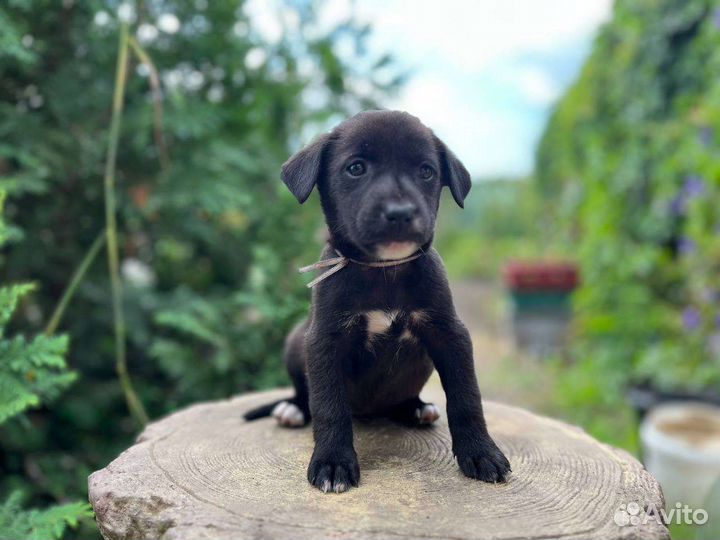 Девчуля в добрые руки