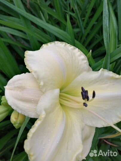 Лилейники сортовые много