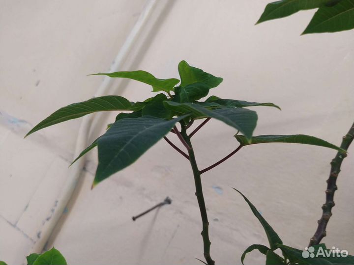 Пуансеттия. Рождественская звезда