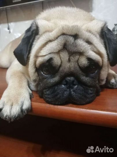 Щенки мопса