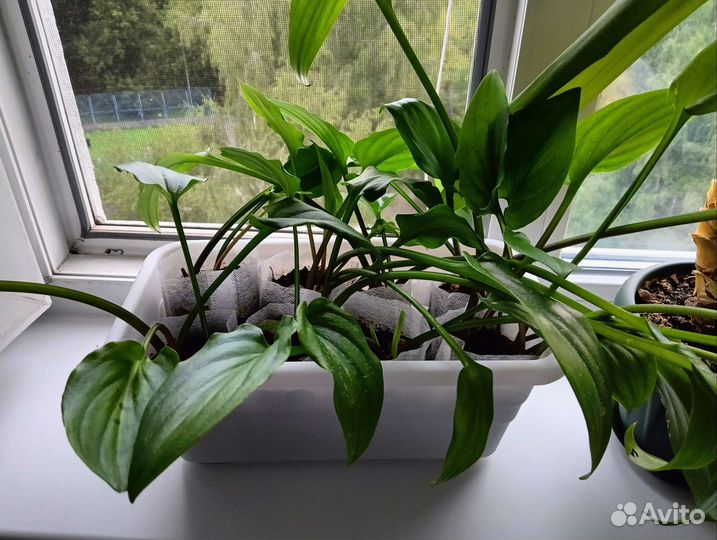 Дримиопсис