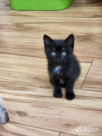 Котята от мышеловки