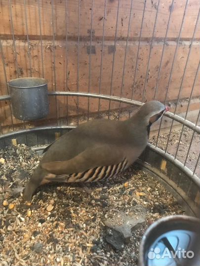 Кеклик (самка )