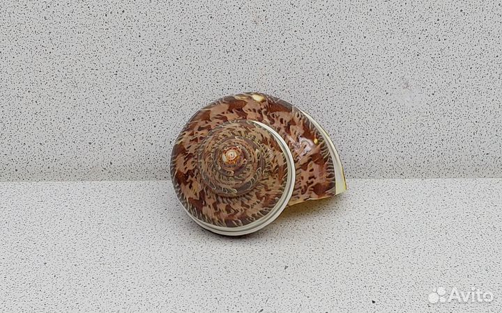 Турбо Петхолатус с полосой 7,1 морская ракушка