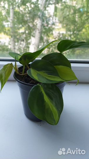 Сциндапсус, филодендрон