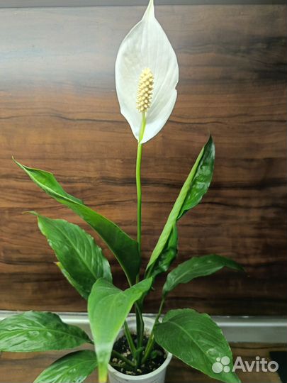 Спатифиллум