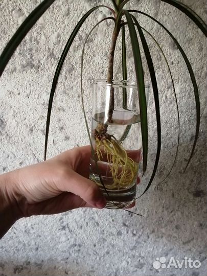 Пальма драцена