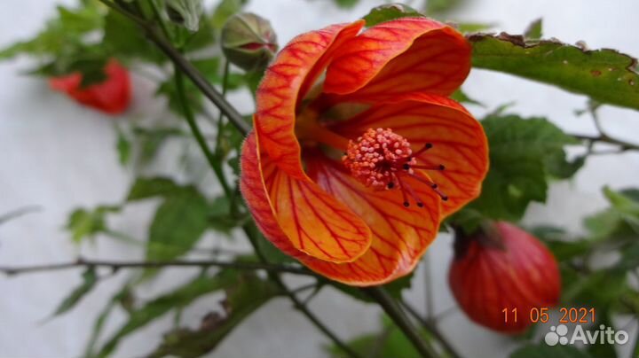 Стильный Абутилон Саженец Садовый 2-Летка