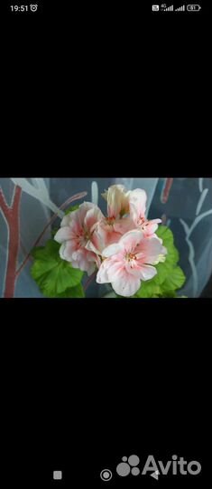 Пеларгония Elmsset