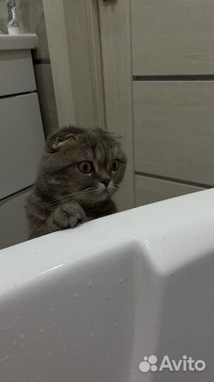 Отдадим в добрые руки шотландская вислоухую кошку