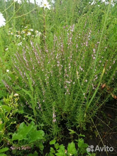 Иссоп лекарственный зкс