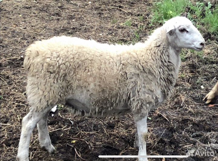 Катумские бараны