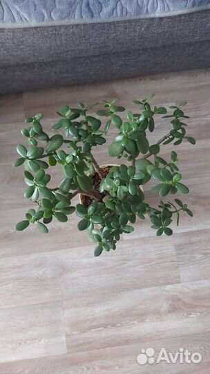 Денежное дерево(толстянка)