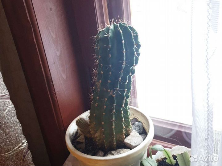 Большой кактус