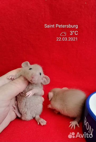 Крыса крысята дамбо разных окрасов