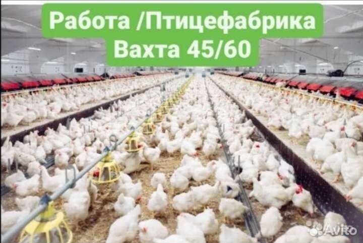 Вахта птицефабрика