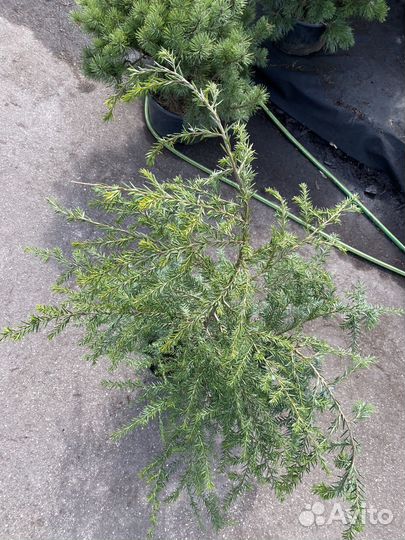 Тсуга канадская