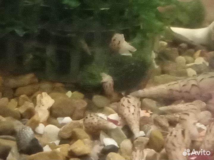 Улитки аквариумные: миллании