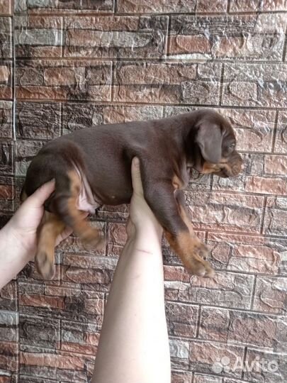 Доберман щенки