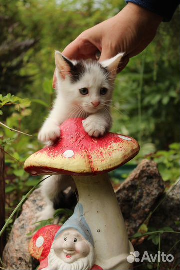 Котенок 1.5 месяца