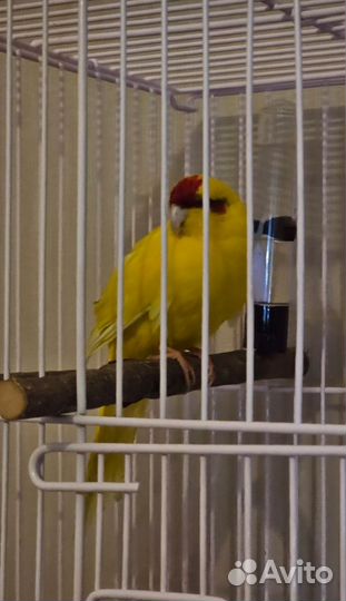 Попугай какарик