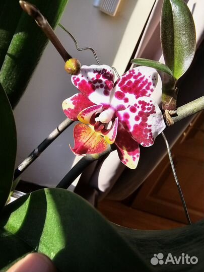 Орхидея фаленопсис