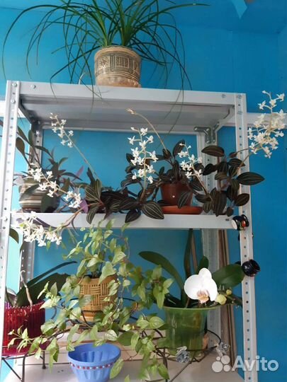 Орхидея лудизия (драгоценная орхидея)