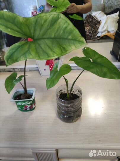 Сингониумы. филадендрон.герань ампельная и др