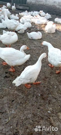 Гуси молодые