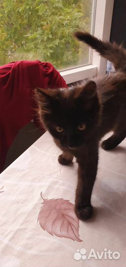 Черный котенок мальчик