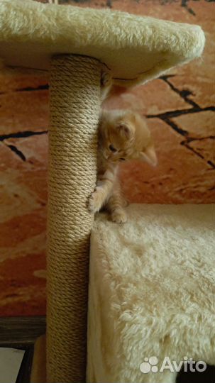 Котёнок-девочка
