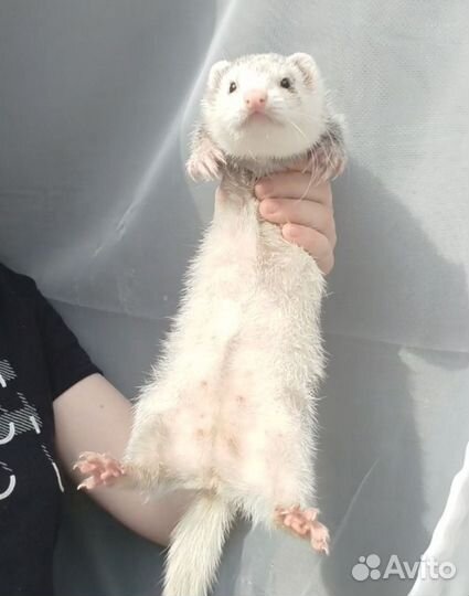 Домашний хорек