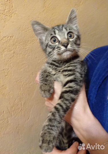 Котёнок Люсси ищет дом