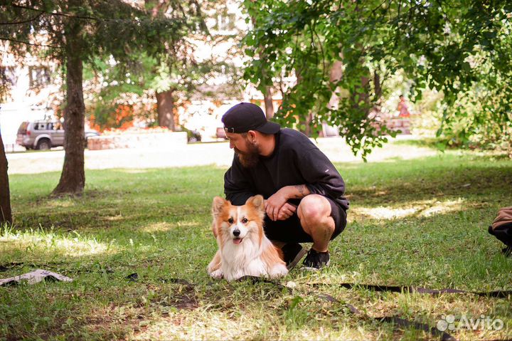 Воспитание и дрессировка собак uncle.vania