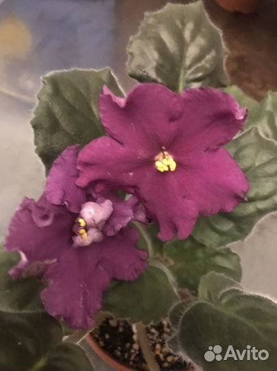 Фиалки сортовые