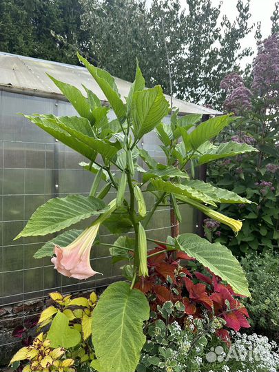 Бругмансия