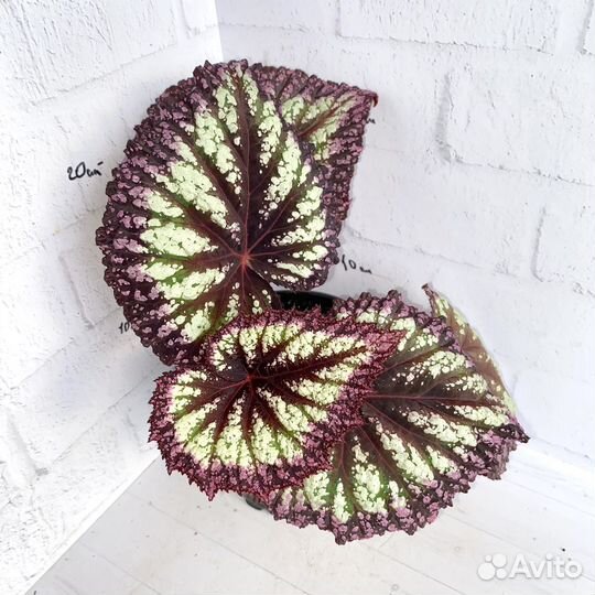 Бегония фейерверк