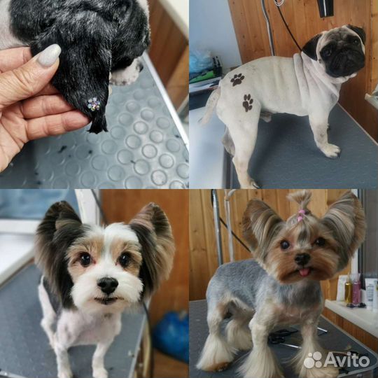 Стрижка собак и кошек