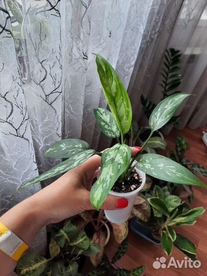 Аглаонема Мария