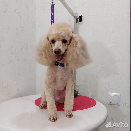 Стрижка собак