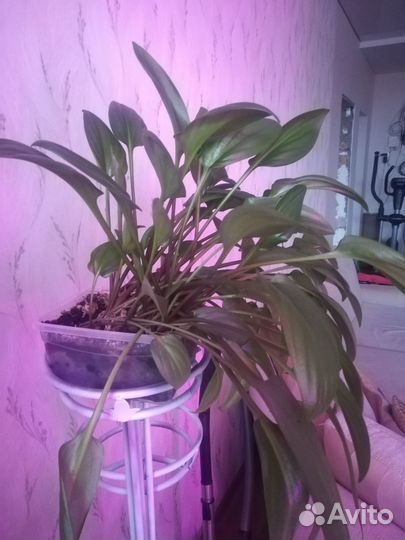 Дримиопсис