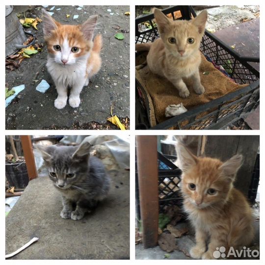 Котята в добрые руки мальчики