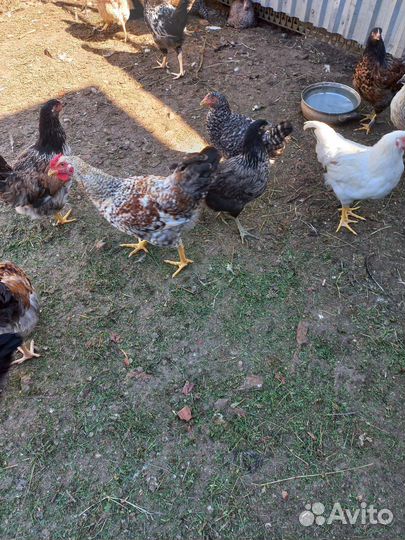 Куры молодки несушки