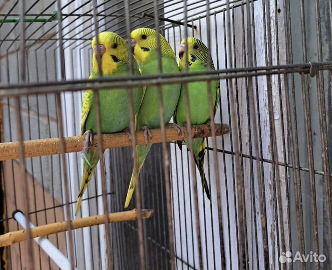 Волнистый попугай